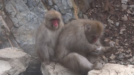 Nagano,-Japón---Un-Par-De-Monos-De-Nieve-Macacos-Sentados-Juntos-Y-Relajados-En-Una-Roca-Con-El-Otro-Rascándose-El-Brazo---Plano-Medio