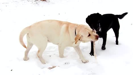 two labrador dogs playing together