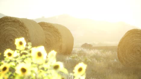 hay bales in the sunset