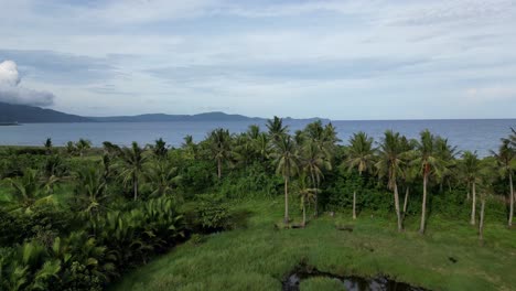 overhead drone shot of beachfront jungle full of idyllic palm trees with turquoise ocean and mountain silhouette in background