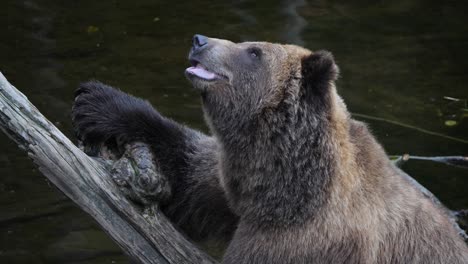 closeup of a brown bear sitting on a tree trunk, alaska