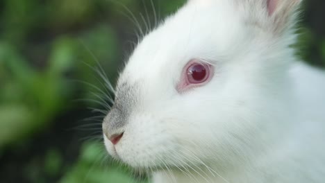 close-up of a white rabbit with red eyes