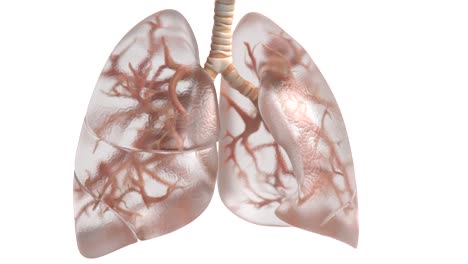 vídeo del sistema respiratorio | vídeo conceptual de animación de pulmón humano | hd | vídeo de respiración de pulmones de vidrio en hd