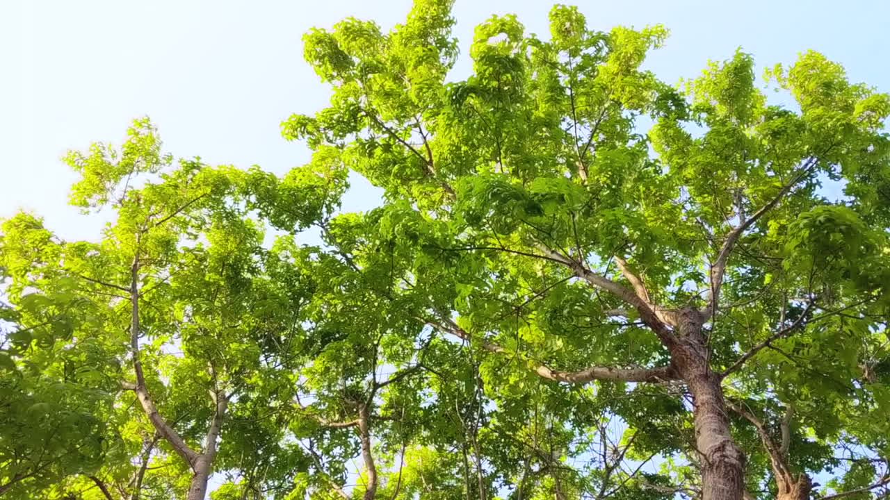 Skyward view of a tree in the light breeze