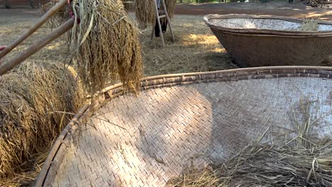 rice threshing process in rural thai setting