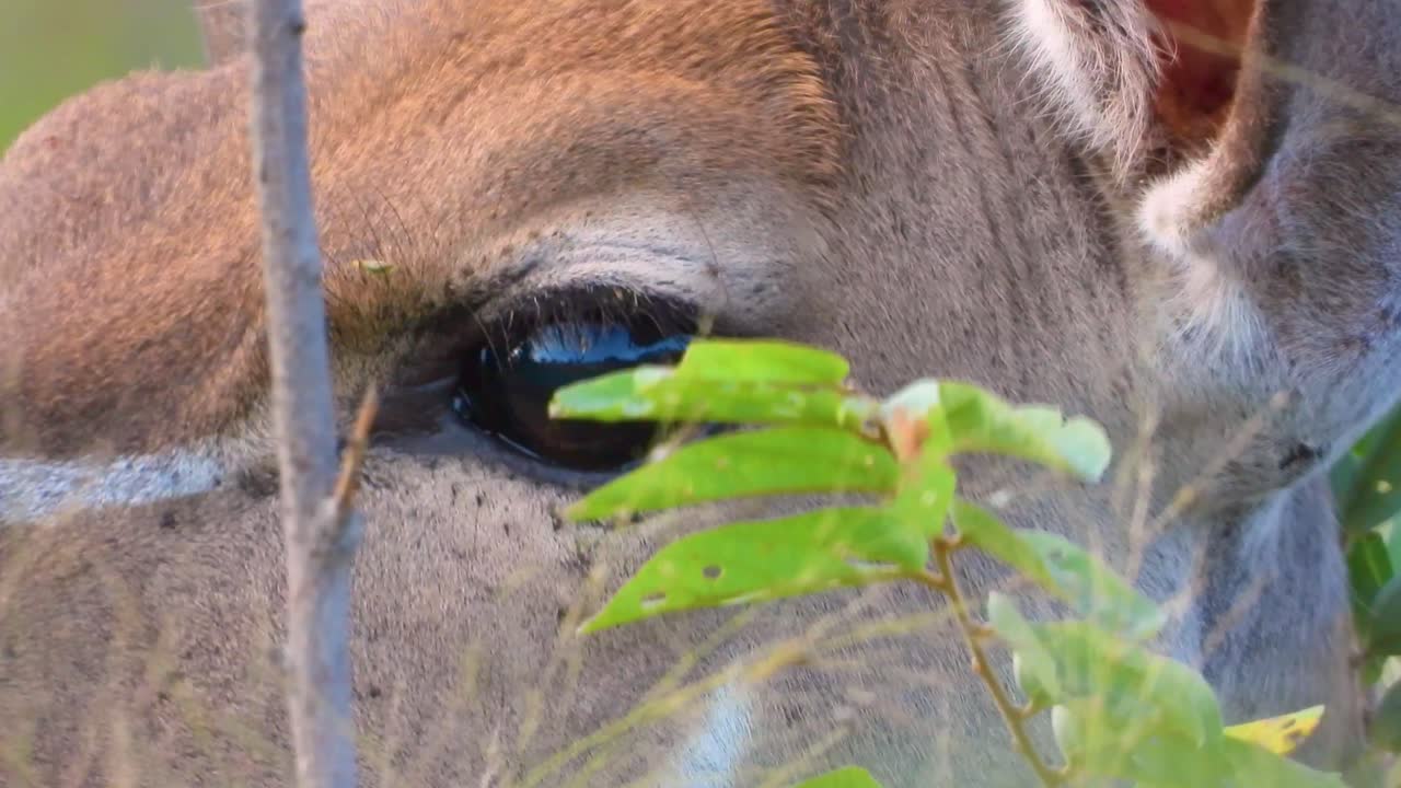 근접, 의 놀라운 눈, 자연에서 잎을 먹는, 동물 야생 동물 영상, 근접, 보케