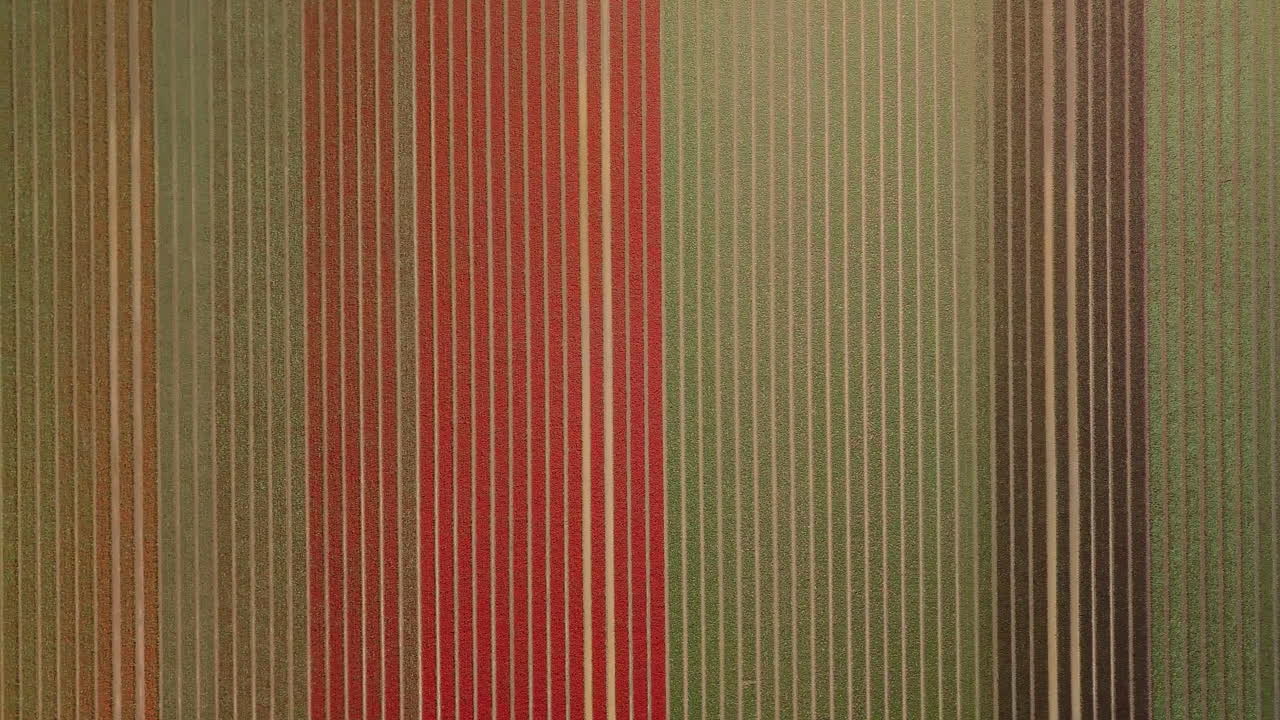 Aerial drone shot of the birds-eye view over the beautiful tulip flower fields