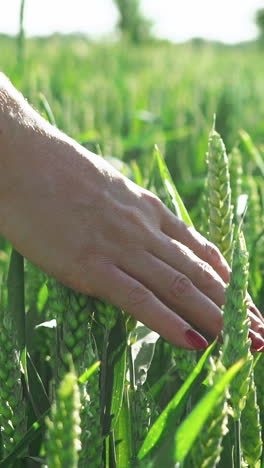 female hand touch wheat ears close-up. vertical video