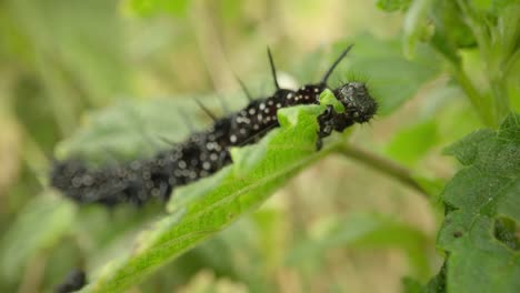 peacock butterfly caterpillar feeding on leaf establishing natural insect detailed life feeding and crawling