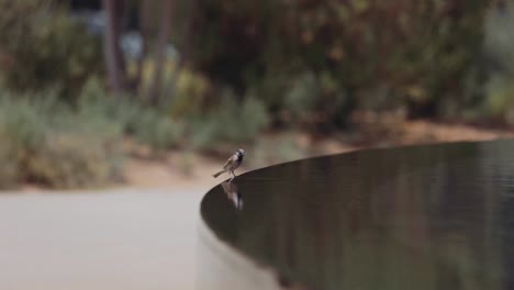 Pequeño-Pájaro-Bebiendo-Agua-Al-Borde-De-La-Cascada---Enfoque-Selectivo