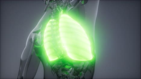 examen radiológico de los pulmones humanos