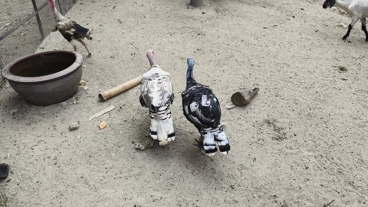 Tacchini e capre in uno zoo