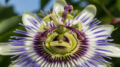 stunning close-up of a passion flower: a vibrant display of nature's intricate beauty revealing bold colors and unique structure