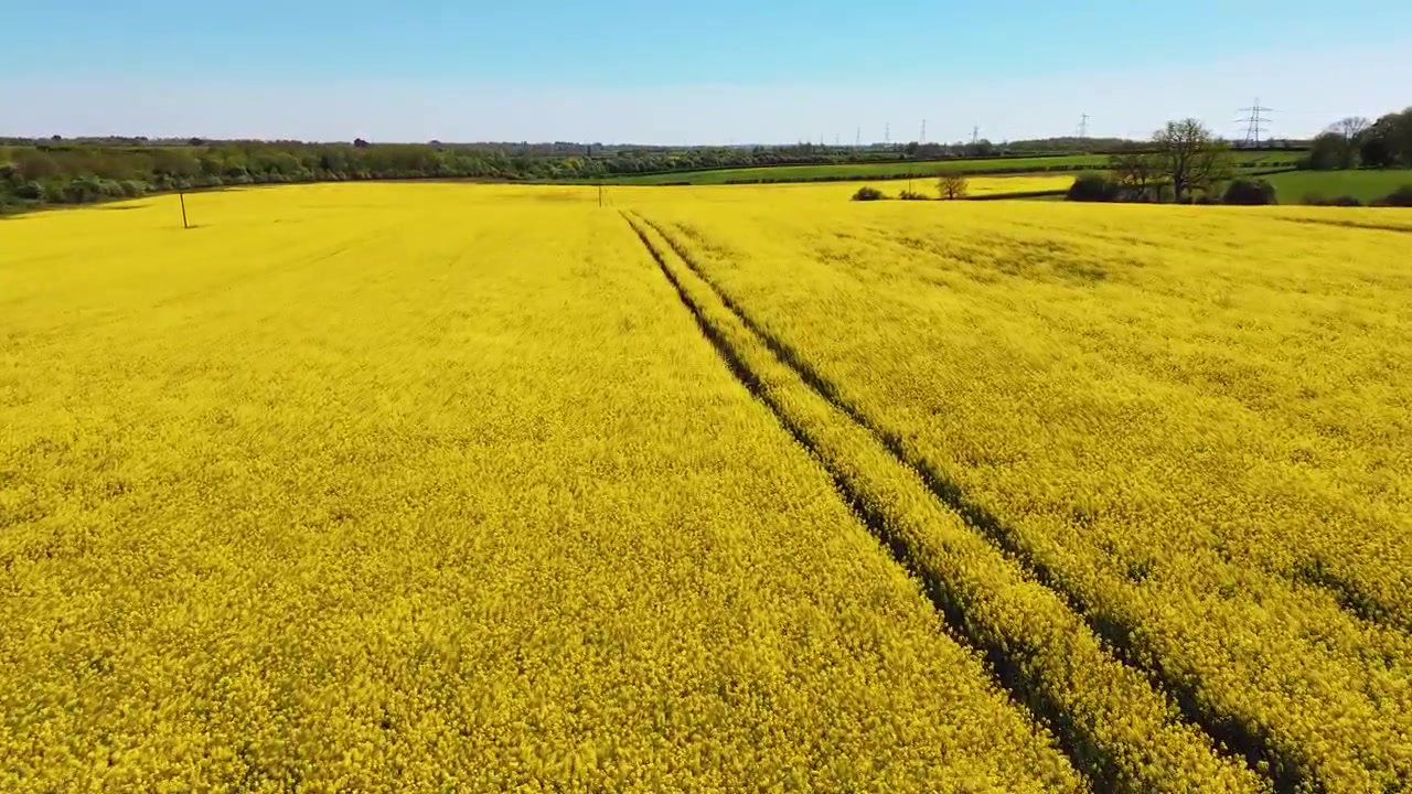 Il drone vola in avanti sopra la colza in fiore, centrato su tracce di ruote parallele che conducono verso una siepe lontana.