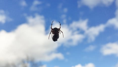 spider eats wasp caught in its web against a blue sky-1