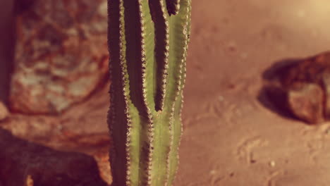 primer plano del cactus saguaro en la arena