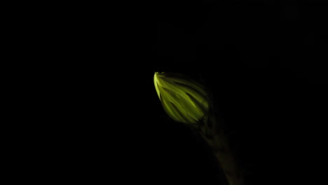 delicate white decorative flower time lapse of blooming echinopsis cactus opening, side view showing extending stigma