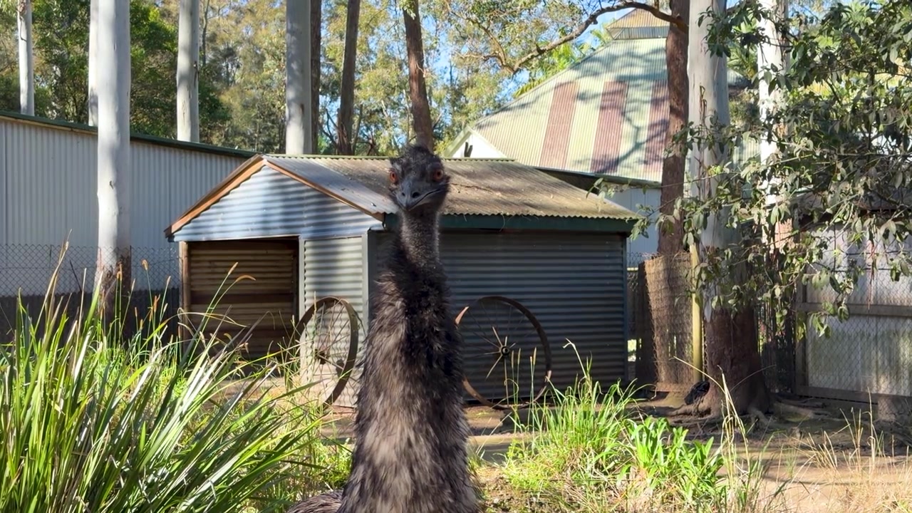 En stor, flygeløs emu står våken nær et bølgeblikkskur i Sancrox, Australia