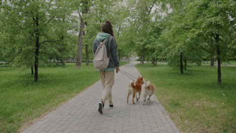 woman walking two dogs in a park