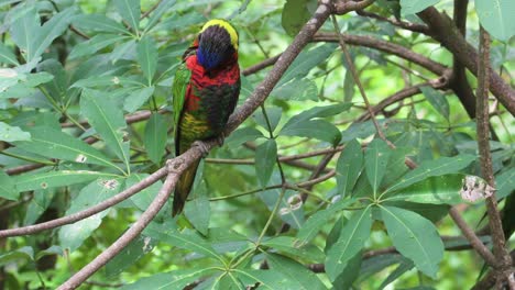 colourful parrot sitting in tree branch and looking around, singapore