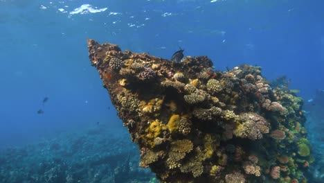 toda la proa del naufragio de chrisoula k está cubierta de corales con peces nadando a su alrededor