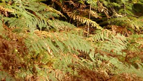 fotografía a mediados del otoño de los helechos bracken en el arboreto de blackwater