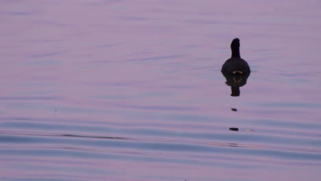 A-black-duck-swims-away-in-a-reflective-pond