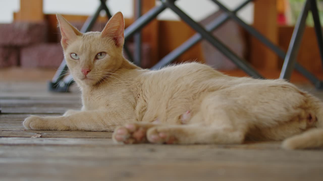 A stray cat relaxes on a wooden floor, blending rustic textures with a calm, natural moment