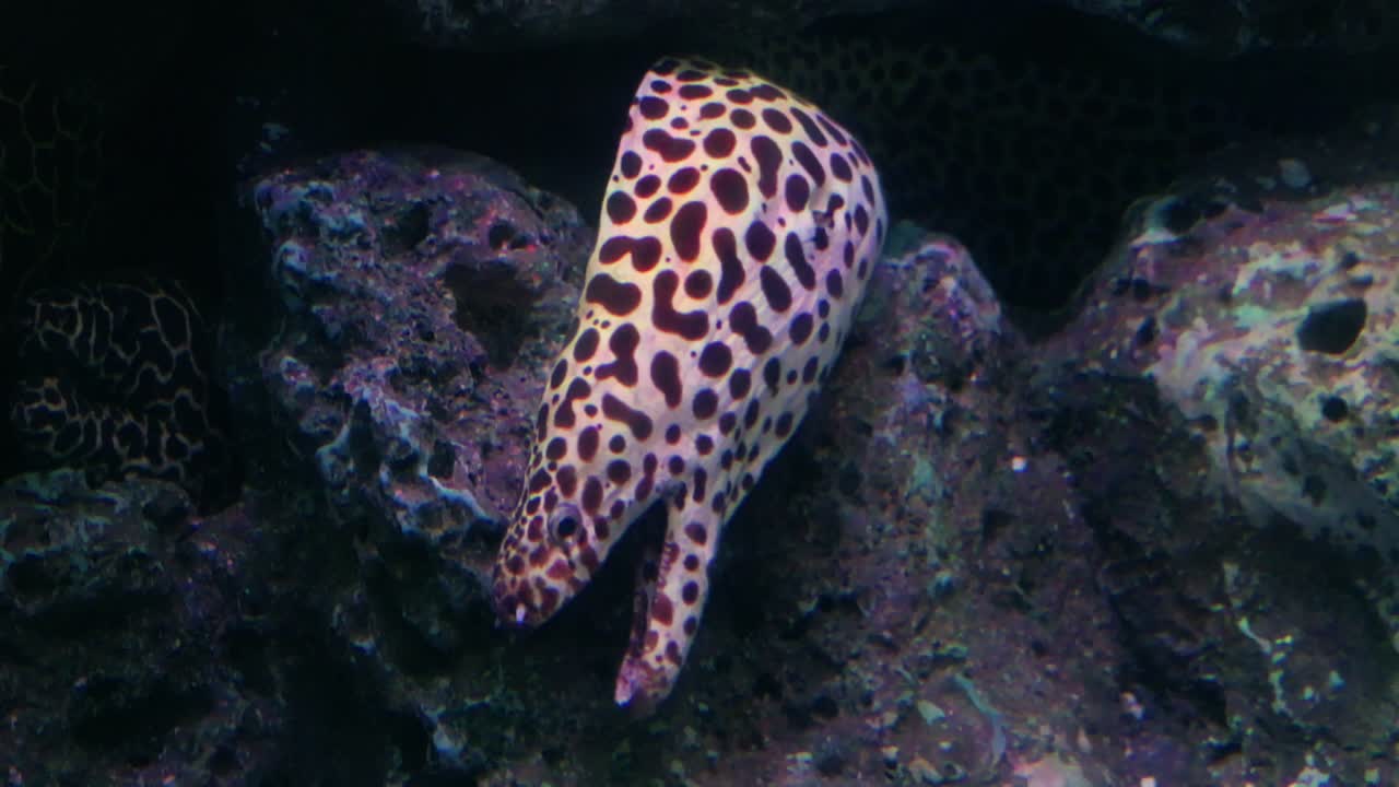 Colorful spotted fish in an aquarium underwater exploration marine life natural habitat