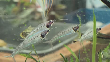 glass catfish in aquarium