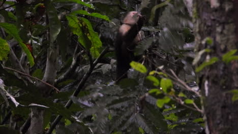 white-faced capuchin monkey eating on the tree in the forest