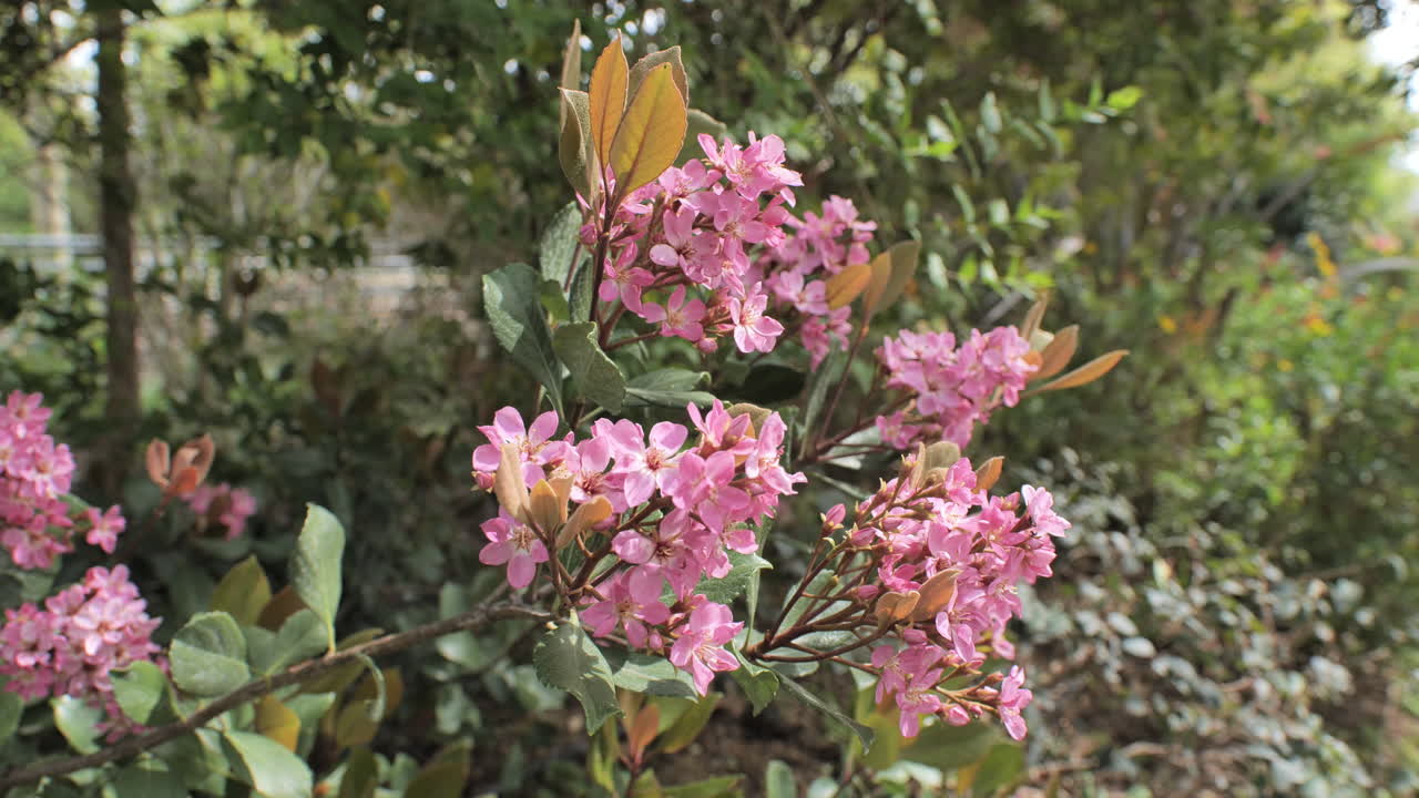 flores rosadas en un jardín público montpellier primavera francia