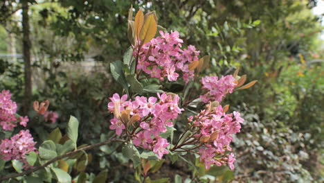 Flores-Rosadas-En-Un-Jardín-Público-Montpellier-Primavera-Francia