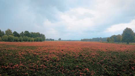 wide shot of meadows in rain marigold orange flower garden nursery netherlands