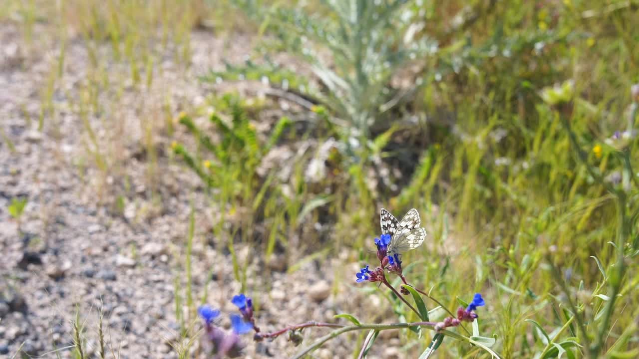 una mariposa alimentándose de una flor azul salvaje, bebiendo néctar en el paisaje de uchisar en capadocia, turquía - cámara lenta