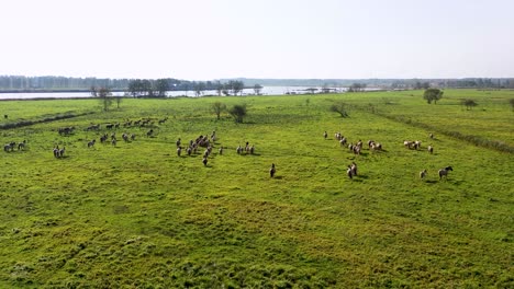 a majestic herd of horses thundering beside the river, surrounded by the scenic beauty of a lush and vibrant meadow