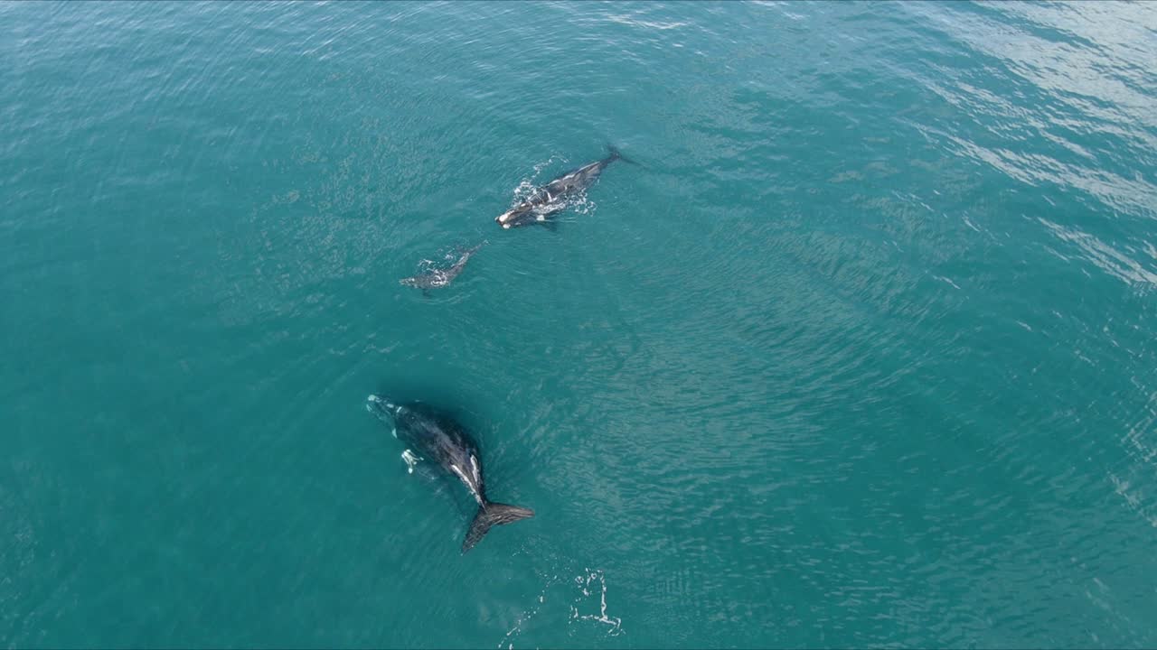 familia de ballenas francas australes jugando en la vibrante superficie azul del océano, antena