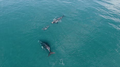 southern right whale family playing on vibrant blue ocean surface, aerial