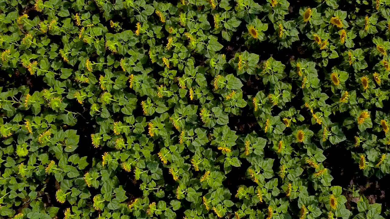 vuelo de drone con vista de pájaro sobre campo de girasol floreciente amarillo