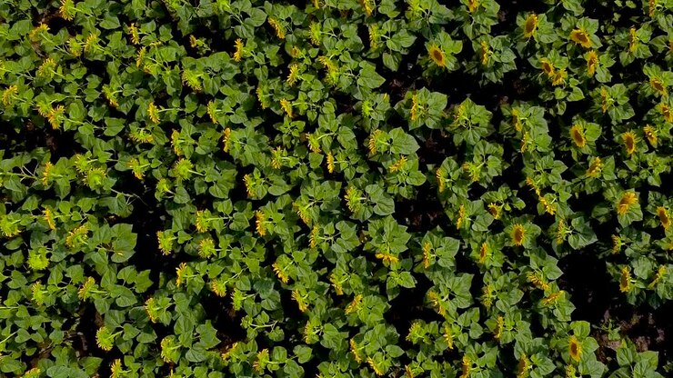 Volo di drone con vista a volo d'uccello sopra un campo di girasoli gialli in fiore.