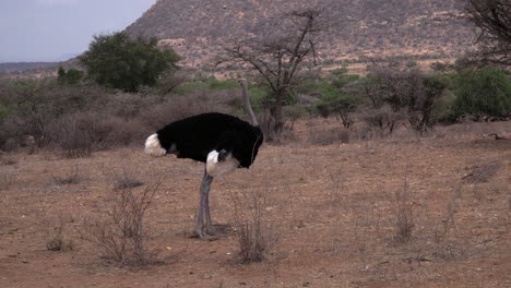 Struthio-Camelus-Strauß,-Kenia,-Afrika