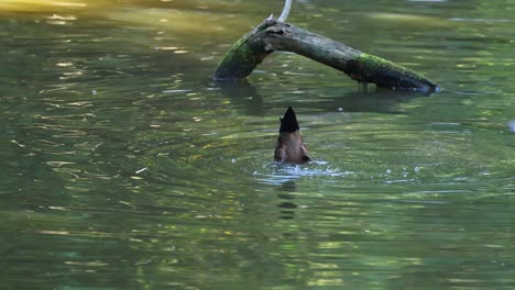 duck diving and resurfacing in a pond