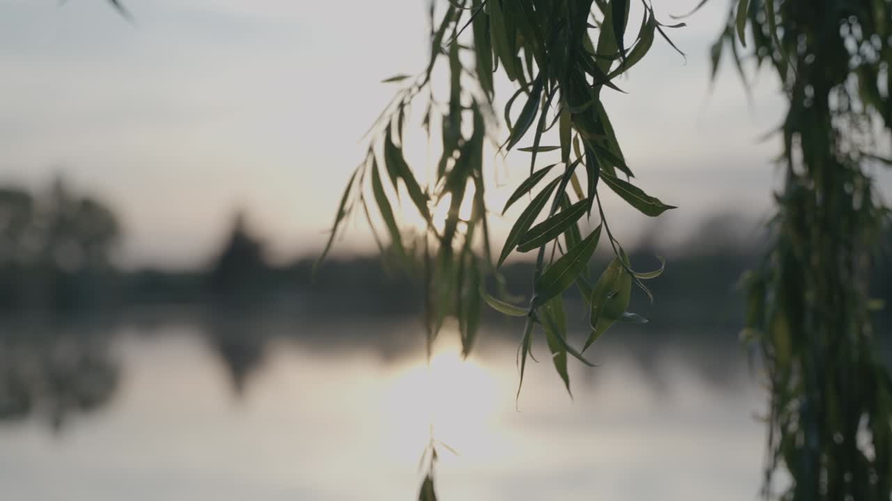Sunset over a lake with willow tree branches