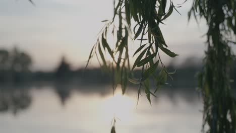 sunset over a lake with willow tree branches