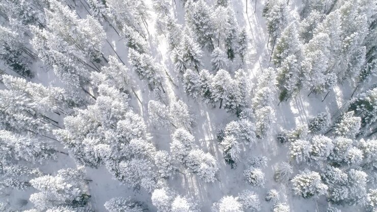 Flyver over en mystisk frostklædt skov med solskin, der skinner gennem træerne.