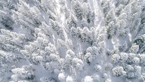 Flug-über-Mystischen,-Gefrorenen-Wald-Mit-Sonnenschein,-Der-Durch-Bäume-Scheint