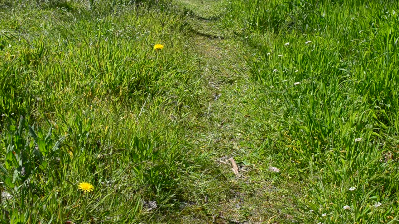 La strada nel villaggio. La strada nel villaggio, tra l'erba