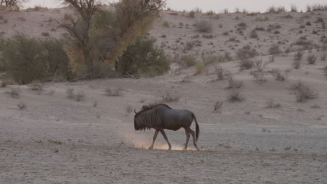 wildebeest walking alone on the dry land in botswana - wide shot