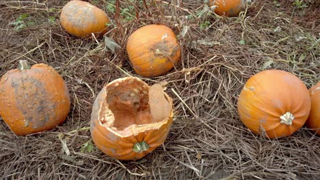 Blick-Auf-Faule-Halloween-Kürbisse-Auf-Dem-Boden-In-Einem-Heufeld