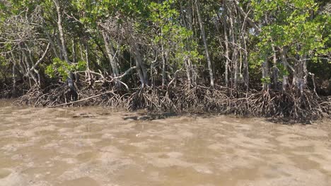 mangrove forest ecosystem